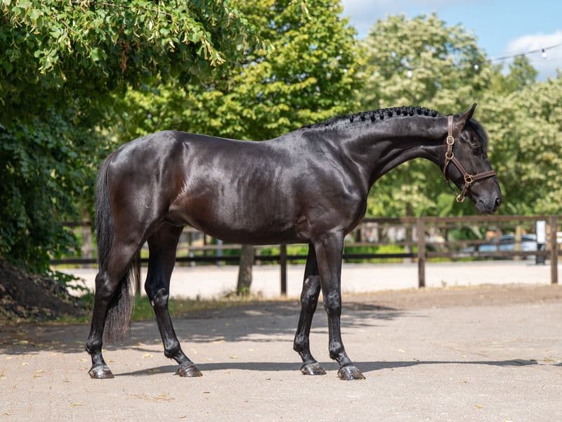 Quin of the Lowlands Z (QANTHAGO VAN'T HUKA x VOLTAIRE)