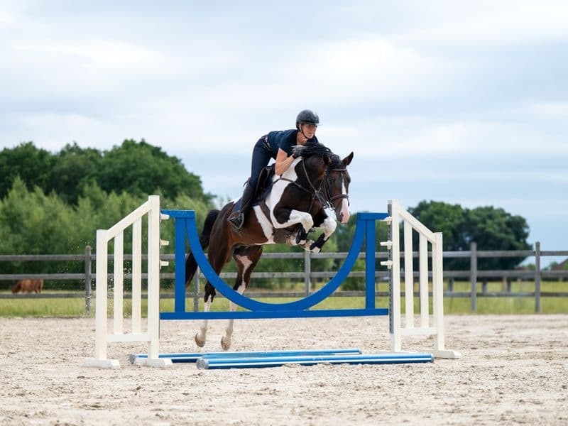 Covering French Look van Erpekom Z (FRENCH TOUCH’S DREAM x UDARCO VAN OVERIS)