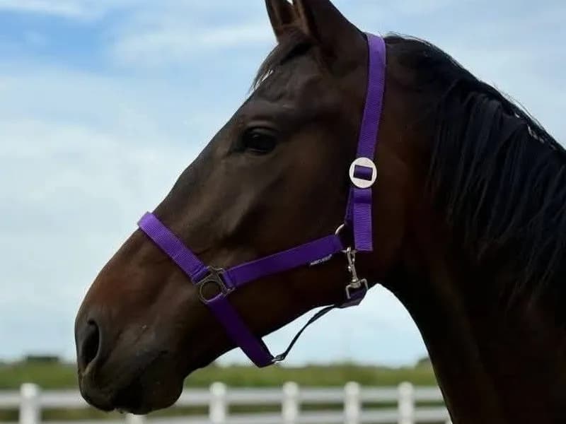 Imposante, vriendelijke 5-jarige KWPN-ruin (1.87m) – Fontaine TN x Guardian S