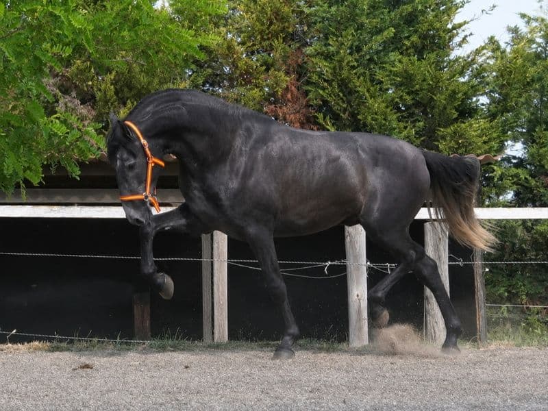 KAISER CB